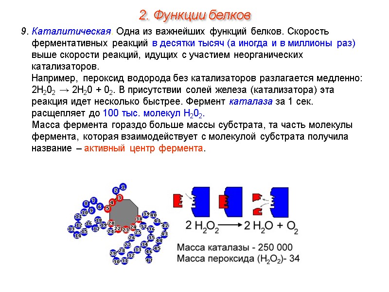 9. Каталитическая. Одна из важнейших функций белков. Скорость ферментативных реакций в десятки тысяч (а